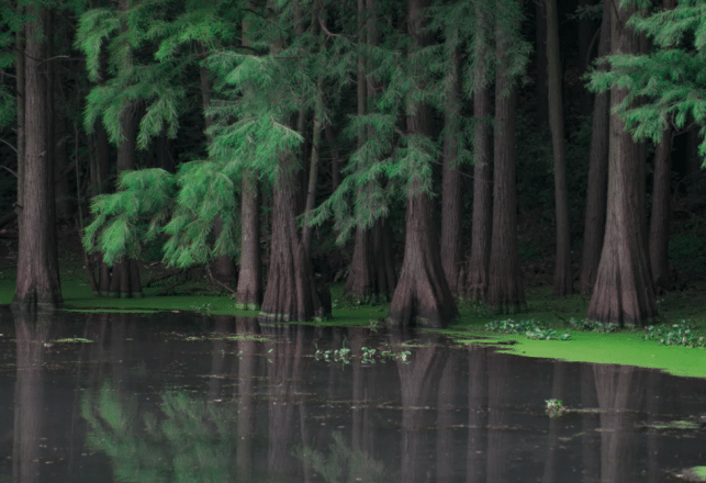 Lords of the Reed Marsh: Swamp Beasts from Past to Present