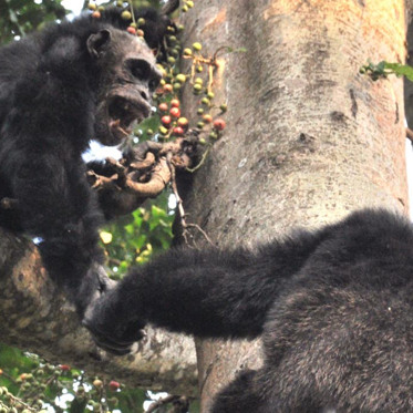 Four-Year Chimpanzee War Caused by Power, Ambition and Jealousy