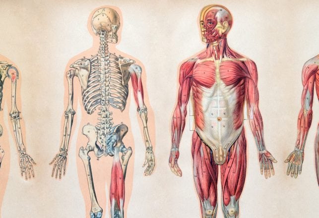 Scientists ‘Discover’ New Organ Hidden in the Human Body