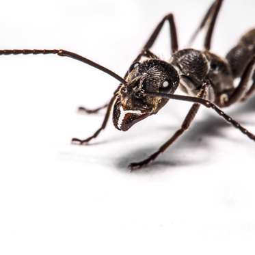 Dead Ants Keep Mysteriously Falling Out of Girl’s Eyes