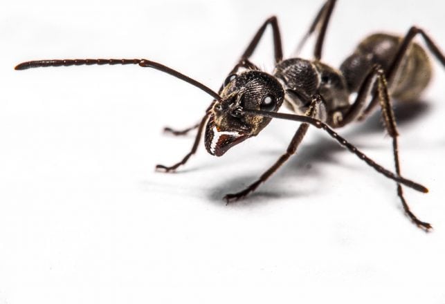 Dead Ants Keep Mysteriously Falling Out of Girl’s Eyes