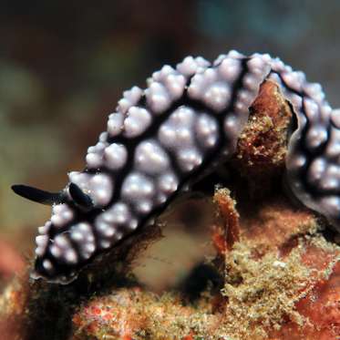 Researchers Create AI ‘Cyberslug’, The World’s First Virtual Predator