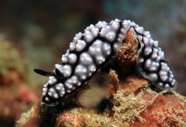 Researchers Create AI ‘Cyberslug’, The World’s First Virtual Predator