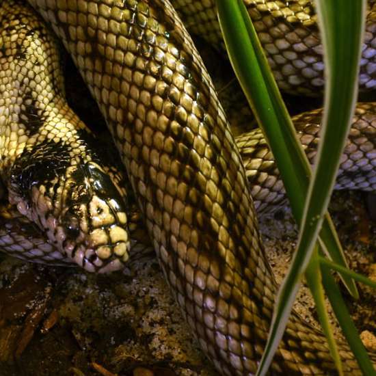 Two-Headed Snake and a Headless Toad May be Connected