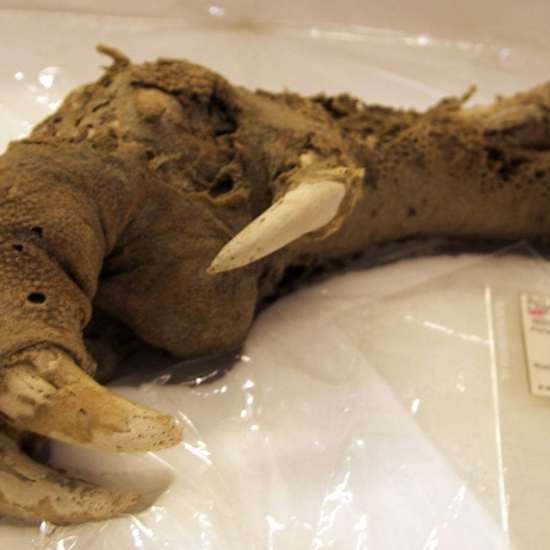 A Mummified Claw Could Mean the De-Extinction of a Giant Prehistoric Bird
