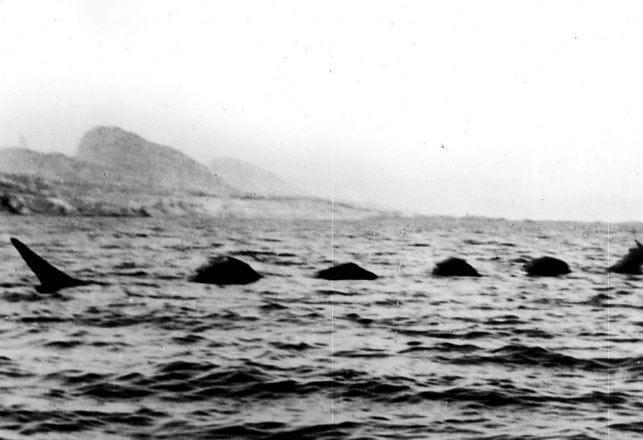 Canadian Scientist Explains the Ogopogo Lake Monster