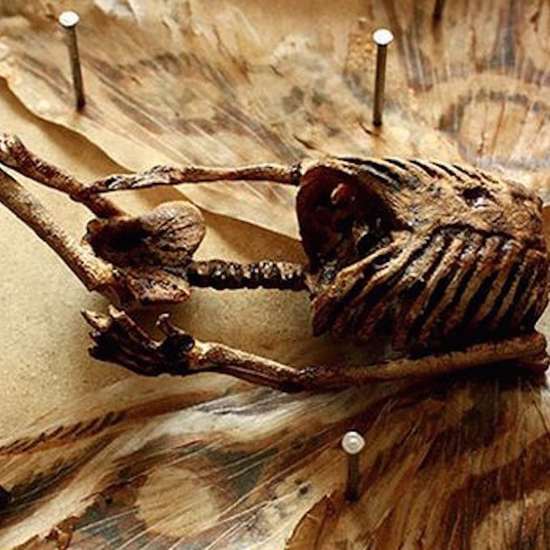Bizarre Alleged Corpses of Fairies, Aliens, and Other Fantastical Creatures