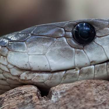 A Supernatural Snake in the Dead of Night