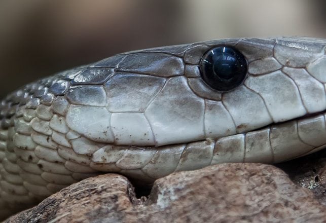 A Supernatural Snake in the Dead of Night