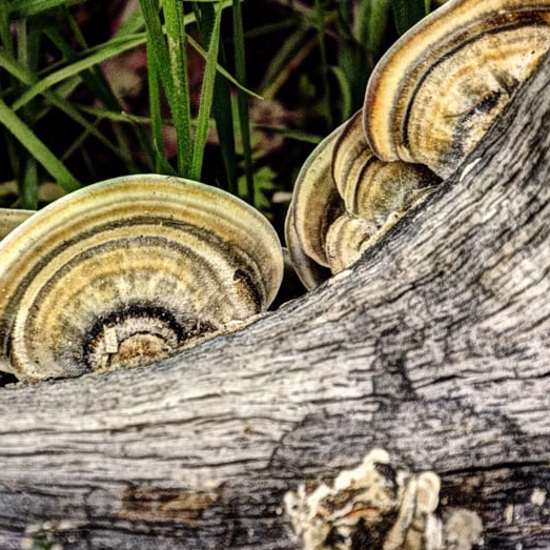 New Research Finds How Psilocybin Mushrooms Got Their Magic