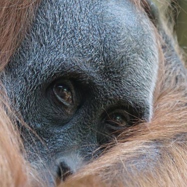 The Orang Pendek…and Others…