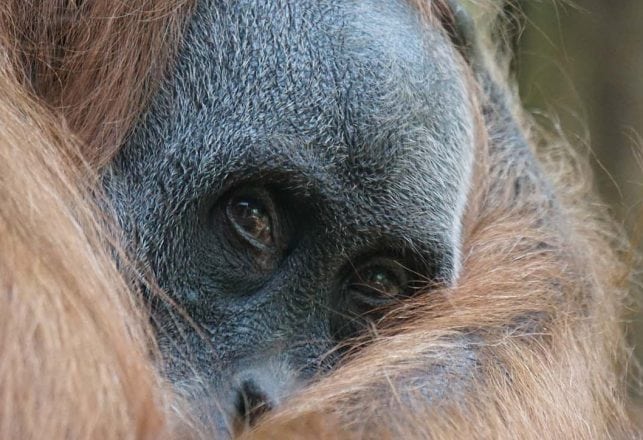 The Orang Pendek…and Others…