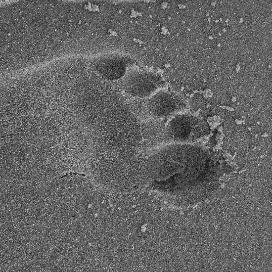 Bigfoot Footprints on a Bed in Oregon Excite Researchers