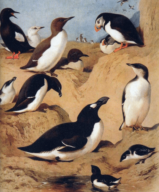 Auks as painted by Archibald Thorburn 640x773