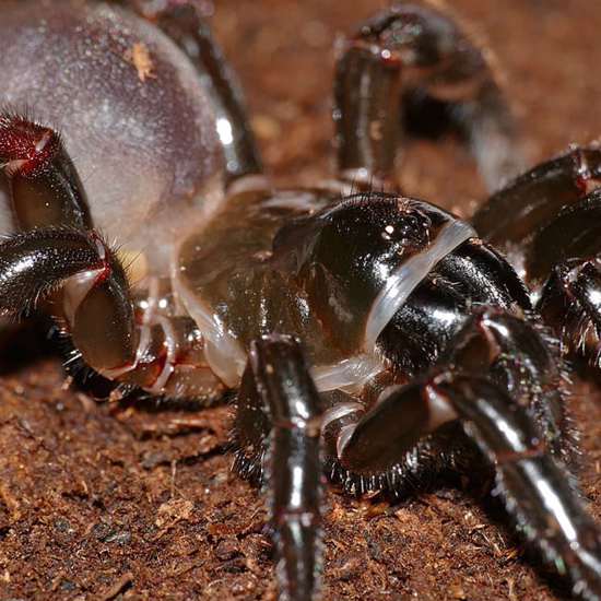 World’s Oldest Spider Dies at Age 43