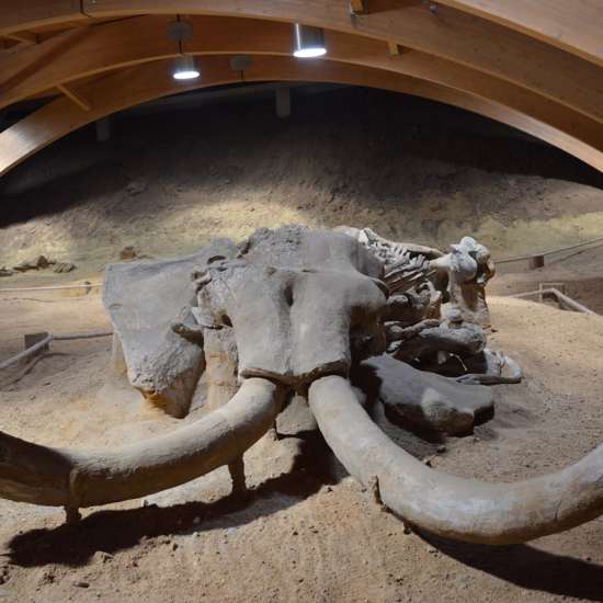 Mystery and Controversy Surround Alleged Mammoth Skeleton Discovery