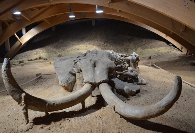 Mystery and Controversy Surround Alleged Mammoth Skeleton Discovery