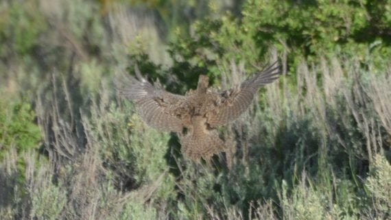 Greater Sage Grouse flying off 14614103392 570x321