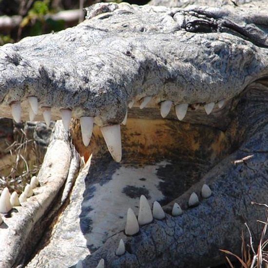 Reports of 30-Foot Man-Eating Crocodile Terrorizing Village
