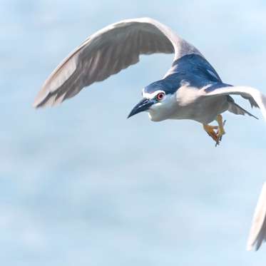 Strange Eye Proteins Allow Birds to Actually See Earth’s Magnetic Field