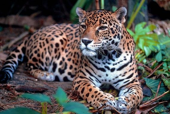 jungle ayahuasca brazil katherine brewster missing woman found 570x383