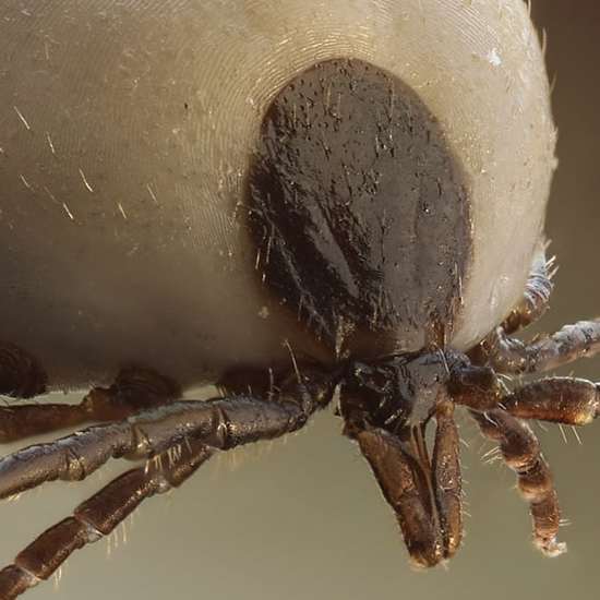 Mysterious Swarming Self-Cloning Ticks Invade New Jersey