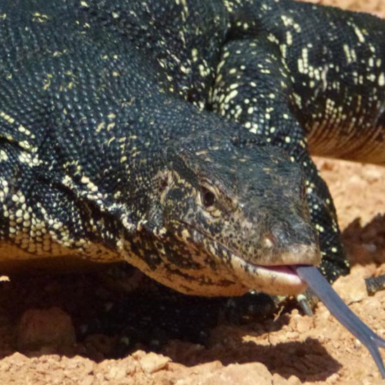 Only Known Four-Eyed Lizard Found in Wyoming