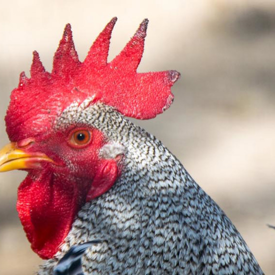 Headless Chicken Still Alive and Eating 10 Days After Decapitation