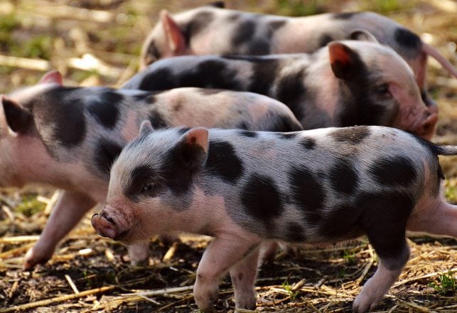 Pig Kidney Successfully Attached to Human and Functions Normally