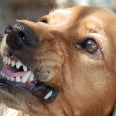 “Growling” 4-year-old Treated with Saliva of Rabid Dog by Canadian Homeopath