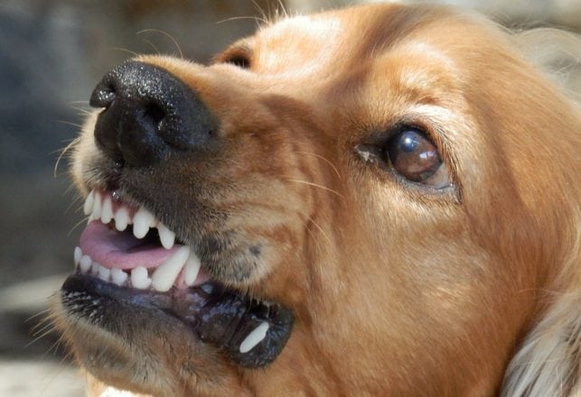 “Growling” 4-year-old Treated with Saliva of Rabid Dog by Canadian Homeopath