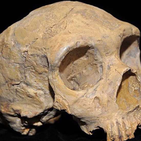 Scientists Working on Making Miniature Neanderthal Brains