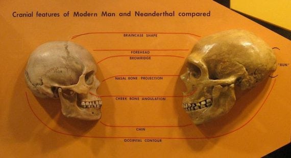 800px Sapiens neanderthal comparison 570x311