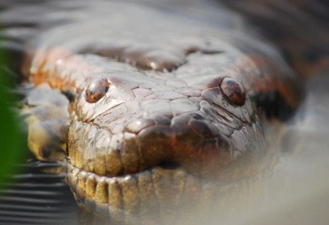 Guyana: A Land of Strange Creatures