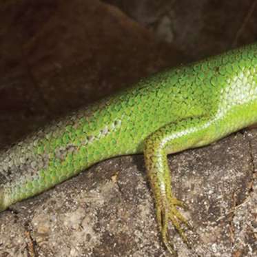 Mysterious Lizards Have Developed Toxic Green Blood