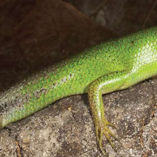 Mysterious Lizards Have Developed Toxic Green Blood
