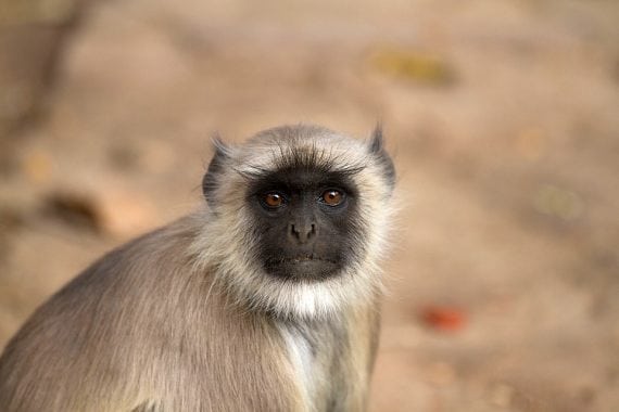 Langur Monkey 570x380