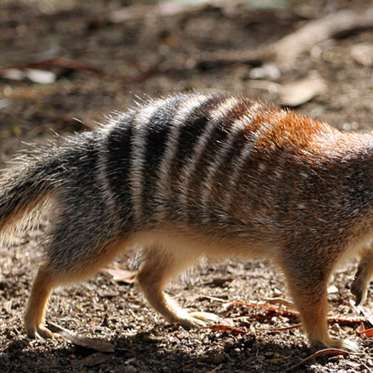 Bringing Back the Tasmanian Tiger with Numbats