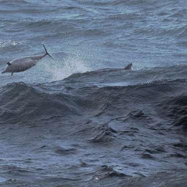 Ukraine’s Spy Dolphins Commit Suicide When Captured by Russia