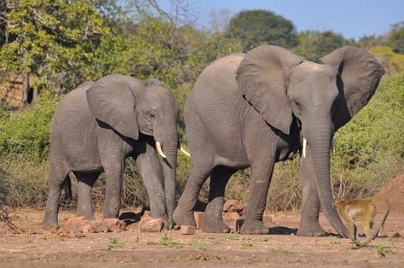 african elephant tusks ivory trade poaching endangered 570x379
