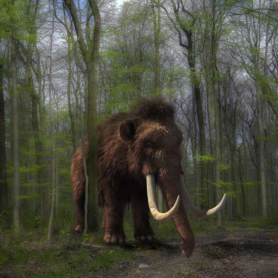 Mammoth-Elephant Hybrids Being Created to Dissuade Poachers