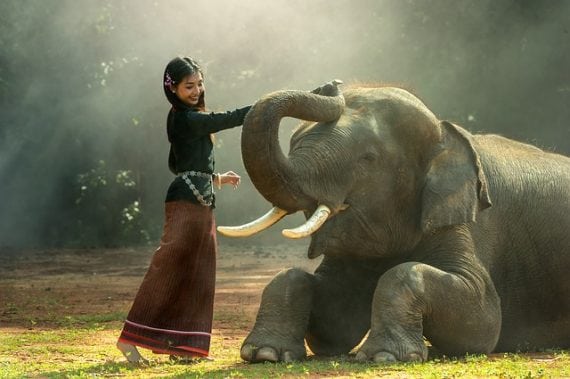 indian elephant climate poachers genetic engineering 570x379