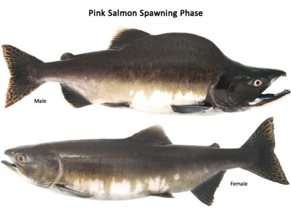 pink salmon spawning 570x407