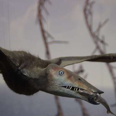 Pterosaurs Probably Didn’t Fly Like Bats