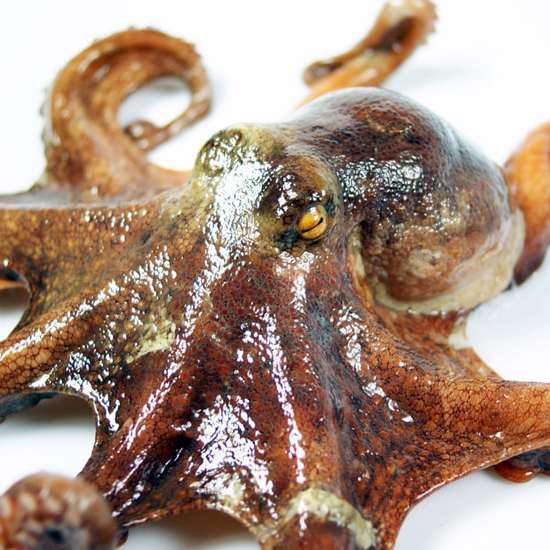 New Research on the Theory that Octopuses are Aliens