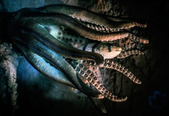 Dozens of Bizarre New Deep Sea Creatures Discovered in Indonesia