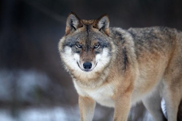 wolf 640x426