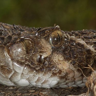 Severed Snake Head Attacks Texas Man and a Rare Orange Lobster is Caught in Canada