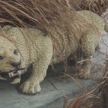 Extinct ‘Evil’ Zanzibar Leopard Seen Alive in Tanzania