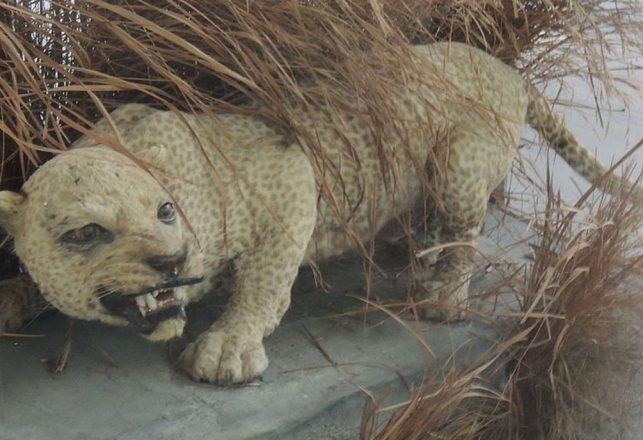 Extinct ‘Evil’ Zanzibar Leopard Seen Alive in Tanzania